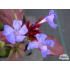 Ceratostigma plumbaginoides