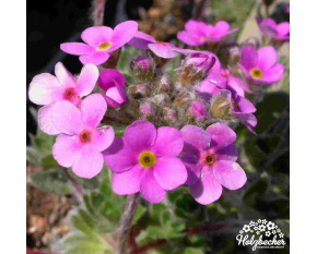 Androsace jacquemontii