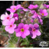 Androsace jacquemontii