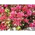 Sedum spurium ‘Fuldaglut’