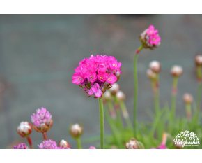 Armeria maritima ‘Armada Rose’