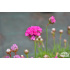 Armeria maritima ‘Armada Rose’