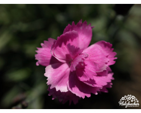 Dianthus ‘Dinette’