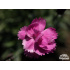 Dianthus ‘Dinette’