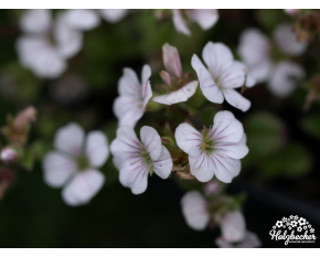 Gypsophila cerastioides