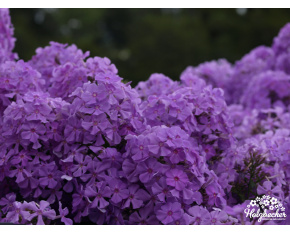 Phlox paniculata ‘Amethyst’