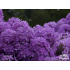 Phlox paniculata ‘Amethyst’