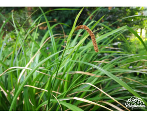 Carex morrowii
