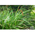 Carex morrowii
