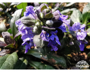 Ajuga reptans ‘Blueberry Muffin’