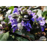Ajuga reptans ‘Blueberry Muffin’