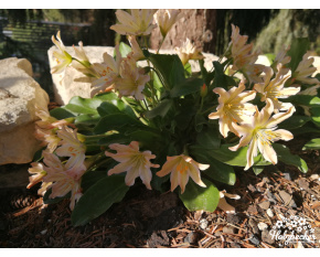 Lewisia tweedyi
