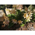 Lewisia tweedyi