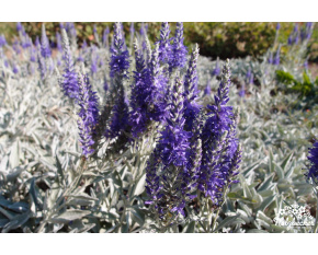 Veronica spicata subsp. ‘incana’