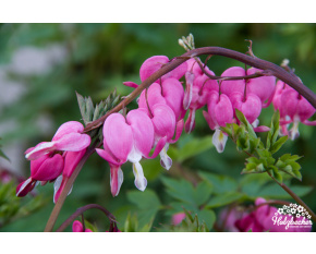 Dicentra spectabilis