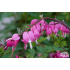 Dicentra spectabilis