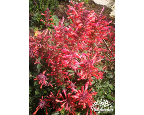 Agastache ‘Kudos Coral’