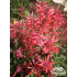 Agastache ‘Kudos Coral’