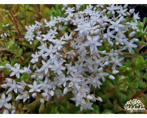 Sedum album