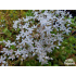 Sedum album