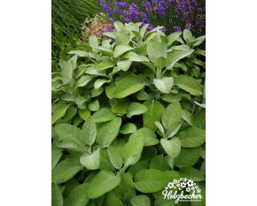 Salvia officinalis ‘Herrenhausen’