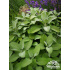 Salvia officinalis ‘Herrenhausen’