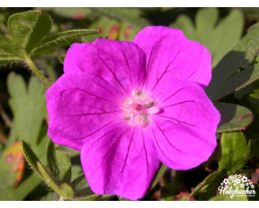 Geranium sanguineum ‘Elsbeth’