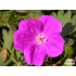Geranium sanguineum ‘Elsbeth’