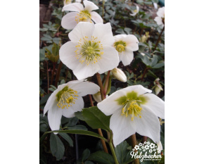 Helleborus niger