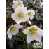 Helleborus niger