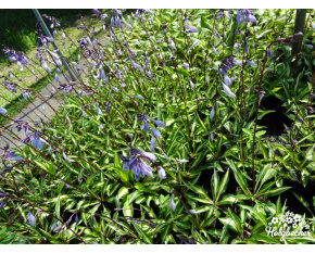 Hosta ‘Cherry Berry’