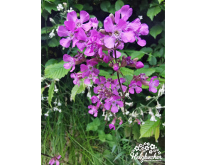Lychnis viscaria ‘Splendens’