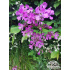 Lychnis viscaria ‘Splendens’