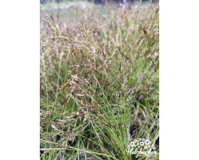 Carex pensylvanica