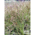 Carex pensylvanica