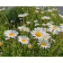 Leucanthemum vulgare