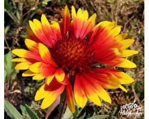 Gaillardia aristata ‘Kobold’