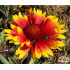 Gaillardia aristata ‘Kobold’