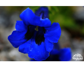 Gentiana x acaulis ‘Frohnleiten’