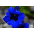 Gentiana x acaulis ‘Frohnleiten’