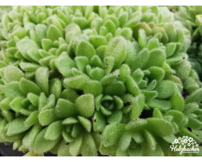 Rosularia pallida