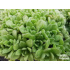 Rosularia pallida