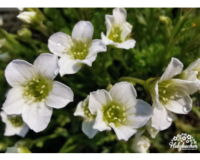 Saxifraga cespitosa ‘Findling’
