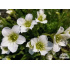 Saxifraga cespitosa ‘Findling’
