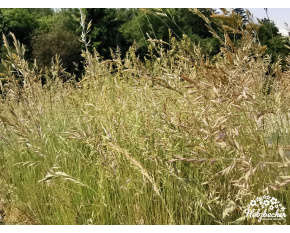 Festuca valesiaca