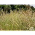 Festuca valesiaca