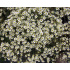 Saxifraga crustata