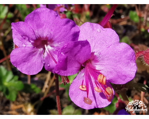 Geranium  x cantabrigiense ‘Karmina’