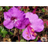 Geranium  x cantabrigiense ‘Karmina’