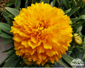 Coreopsis ‘Solanna Golden Sphere’